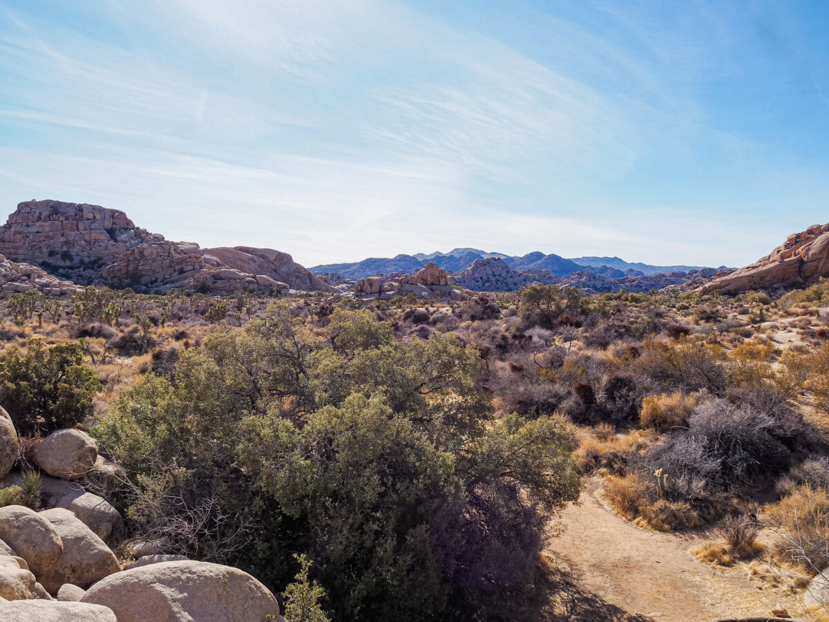 Desert and Mountain Landscape in Joshua Tree