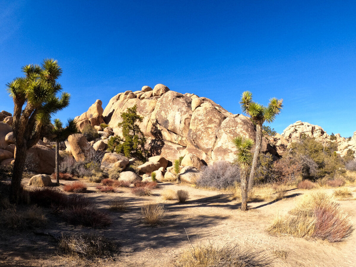 Joshua Trees and Boulders in the National Park, California