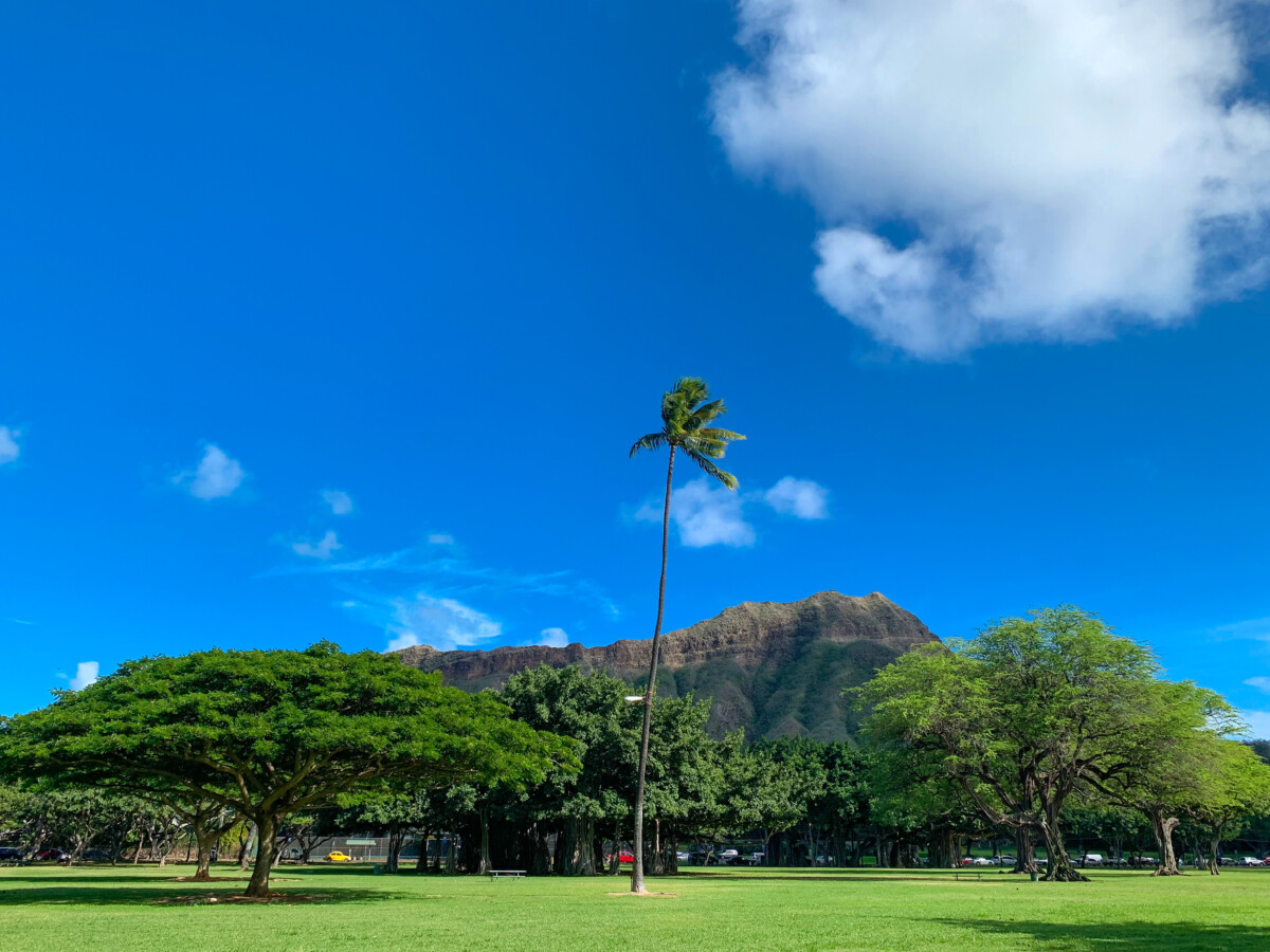 Very high palm tree over the diamond head in Kapiolani Park, Hawaii