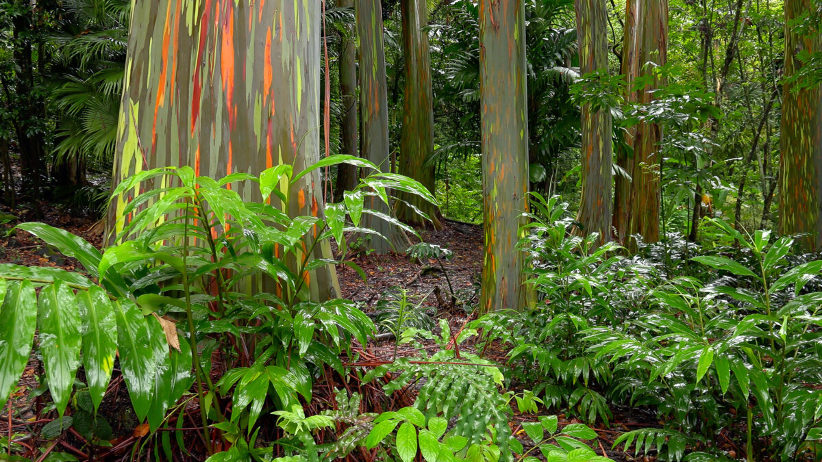 Trees and Rainbow Eucalyptus Trees in Ke'anae Arboretum