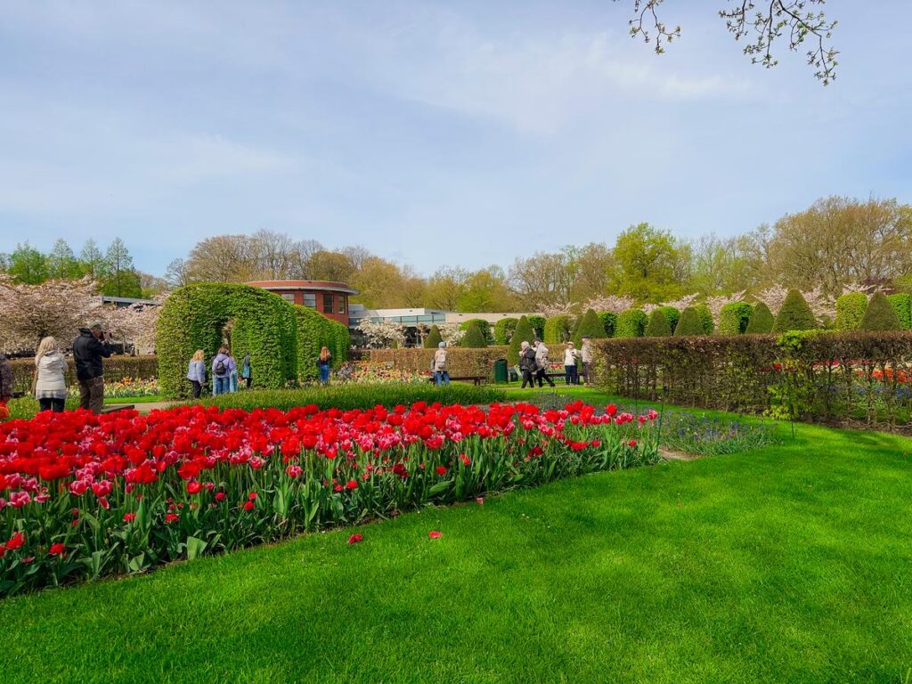 Vibrant red tulips in Keukenhof Garden, Lisse, showcasing the Garden of Europe in the Netherlands