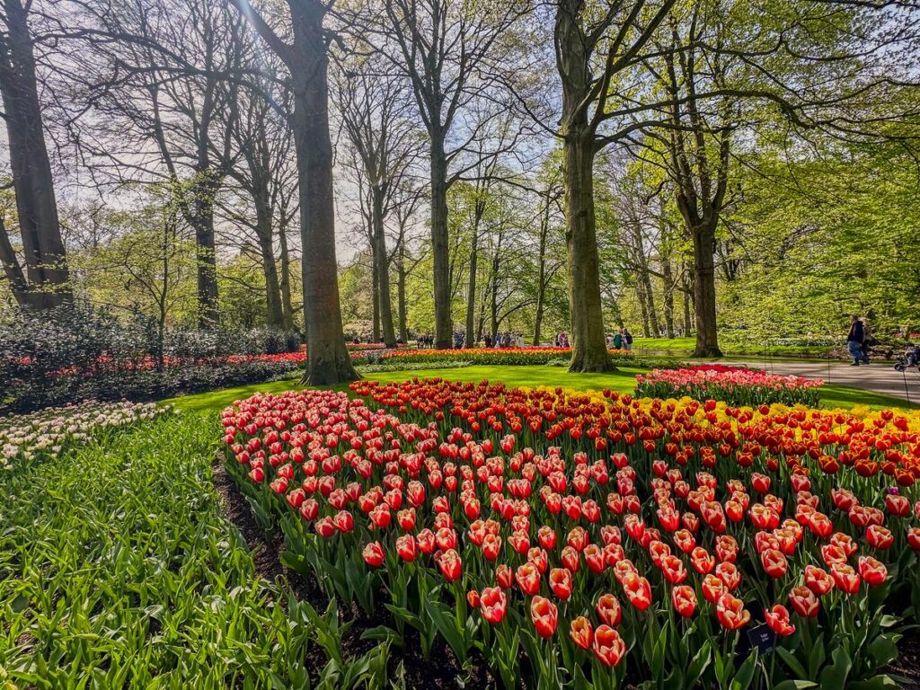 Tulip bloom at Keukenhof Gardens, Netherlands