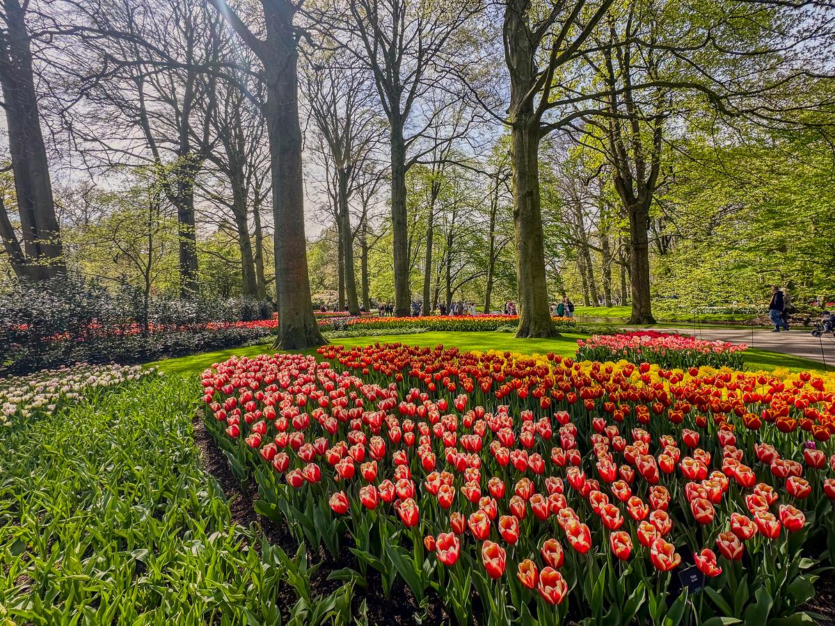 Tulip bloom at Keukenhof Gardens, Netherlands