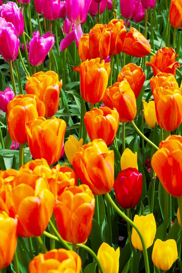 Close-up of vibrant Keukenhof tulips in garden near Amsterdam showcasing colorful blooms