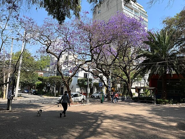 Person walking a dog in La Condesa