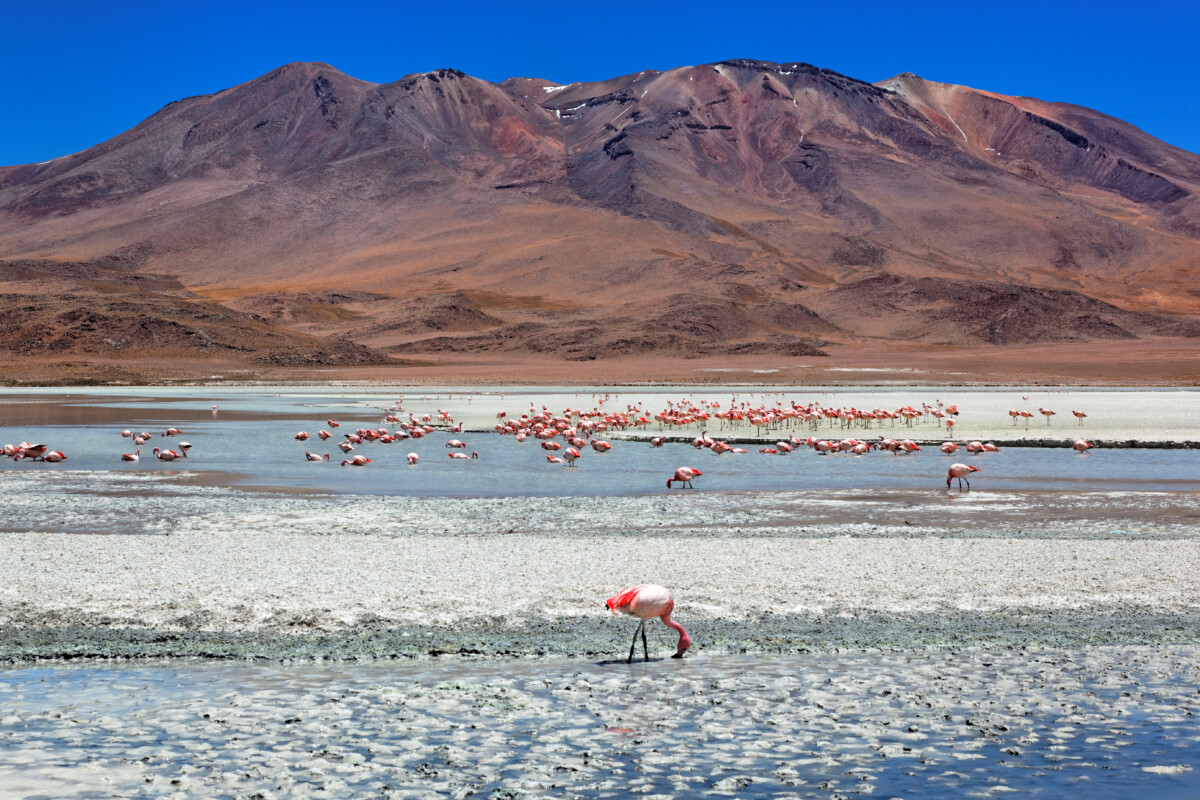 View of the Laguna Celeste and flamingo in Bolivia