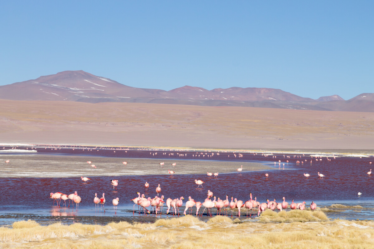 Flamingos at the color pink Laguna Colorada in Bolivia