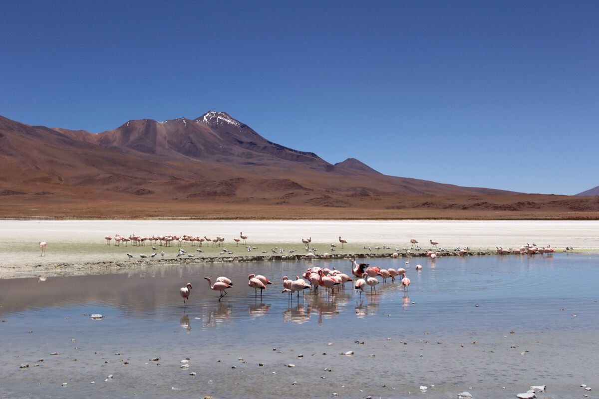 Flock of Pink Flamingos at the Laguna Hedionda in Nor Lípez Province, Bolivia