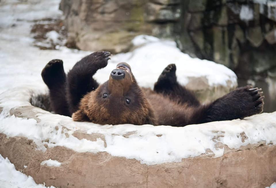 Black bear in Lake Superior Zoo, Minnesota