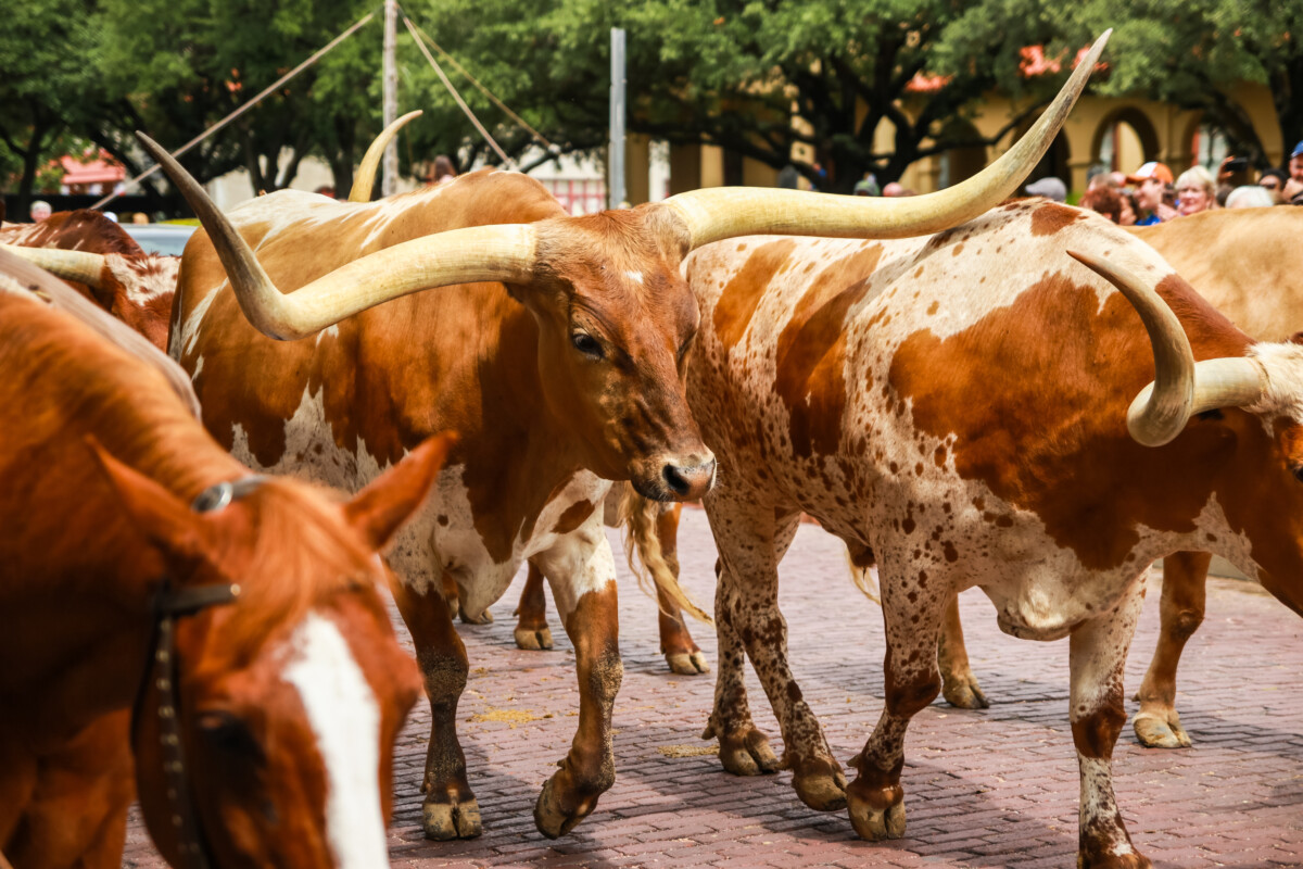 Cattles at Fort Worth Longhorn Cattle Drive Stockyards in Texas