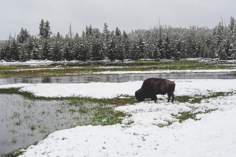 13 Best Things to Do in Yellowstone in Winter