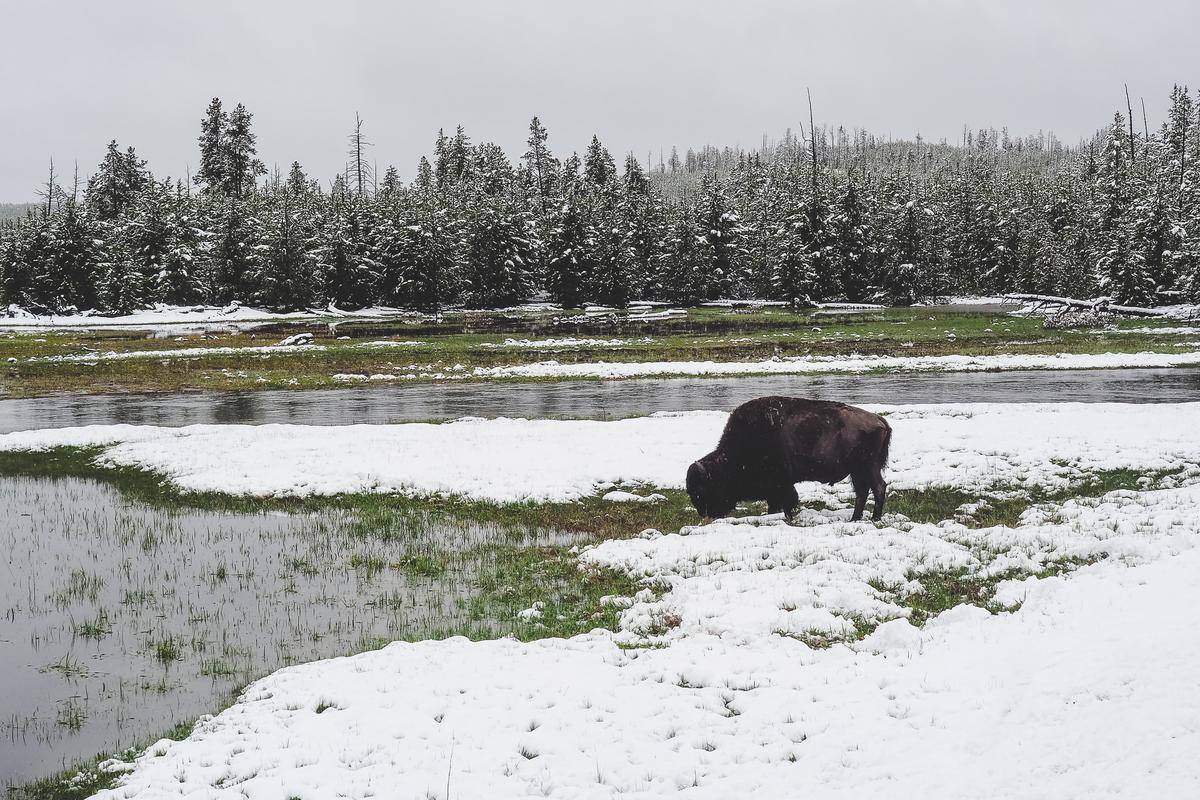 Majestic Bison Grazing in Snow at Yellowstone National Park
