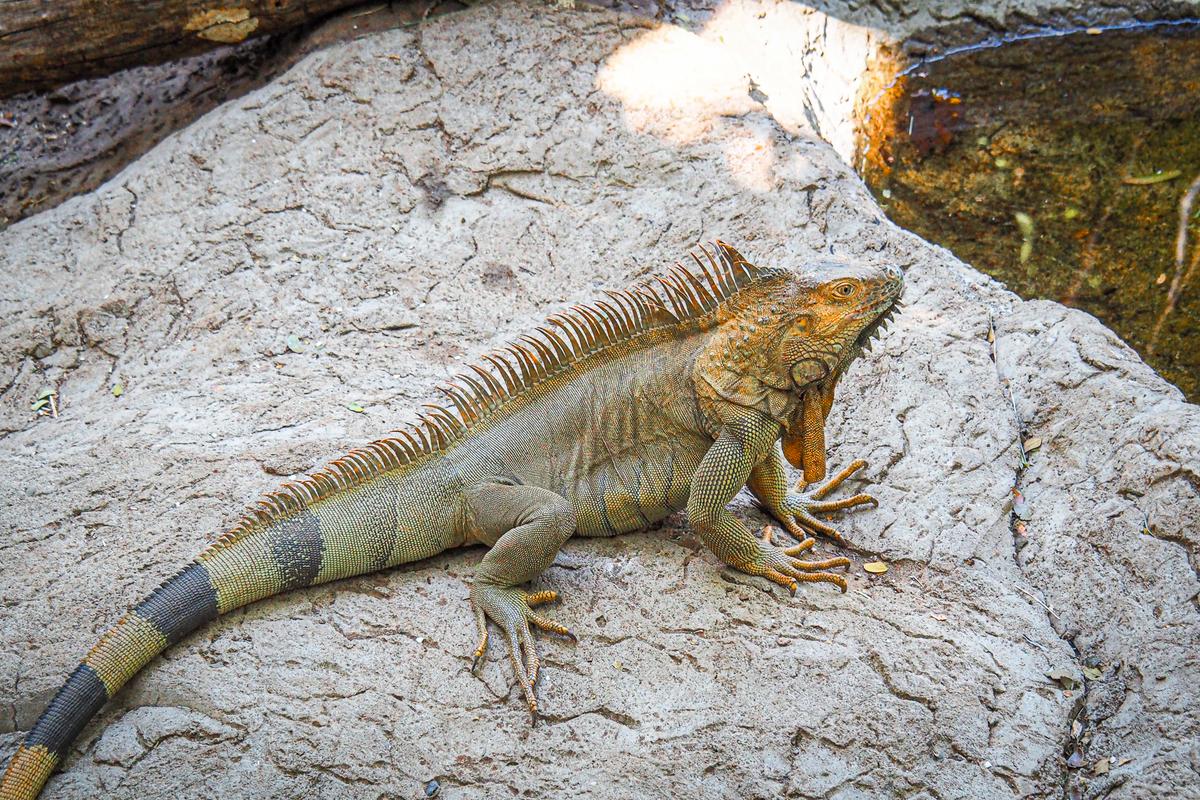 Majestic Green Iguana at Diamante Eco Adventure Park, Costa Rica