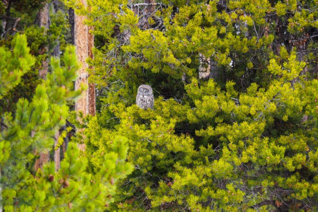 Grey owl camouflaged in Yellowstone National Park.