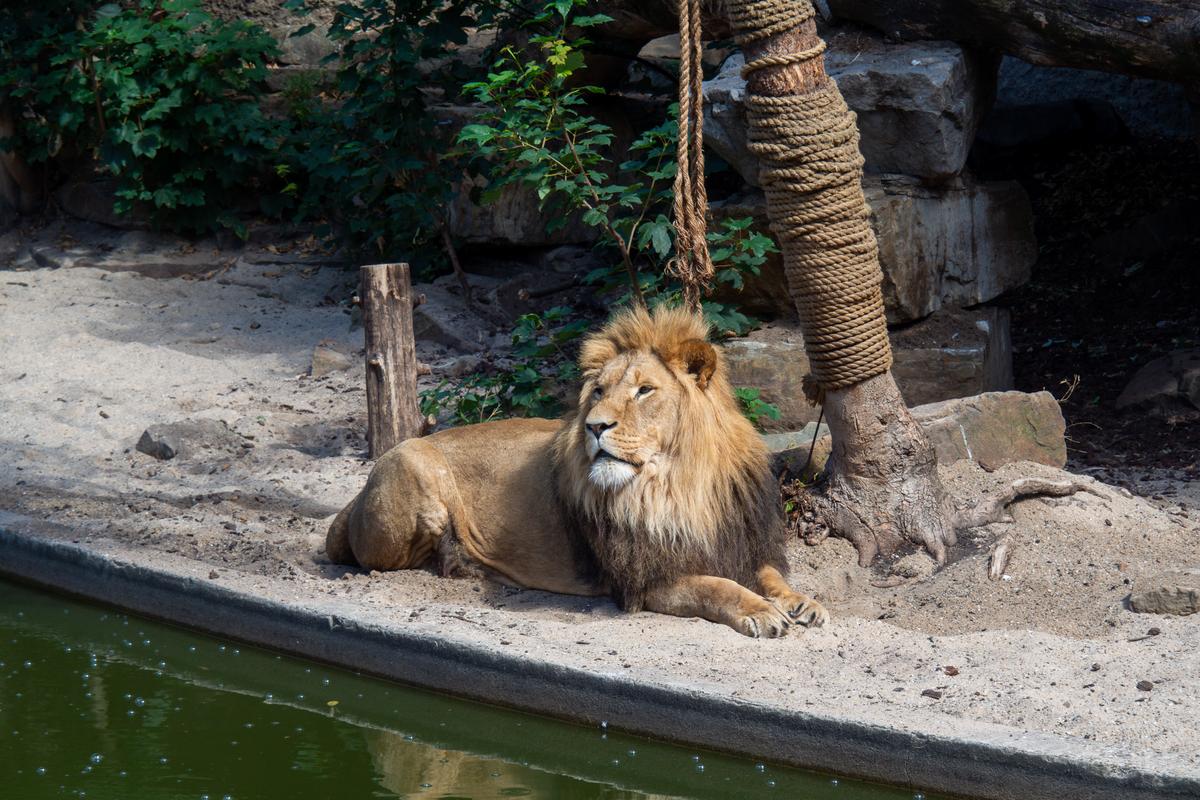 Majestic male lion resting at ARTIS Zoo Amsterdam