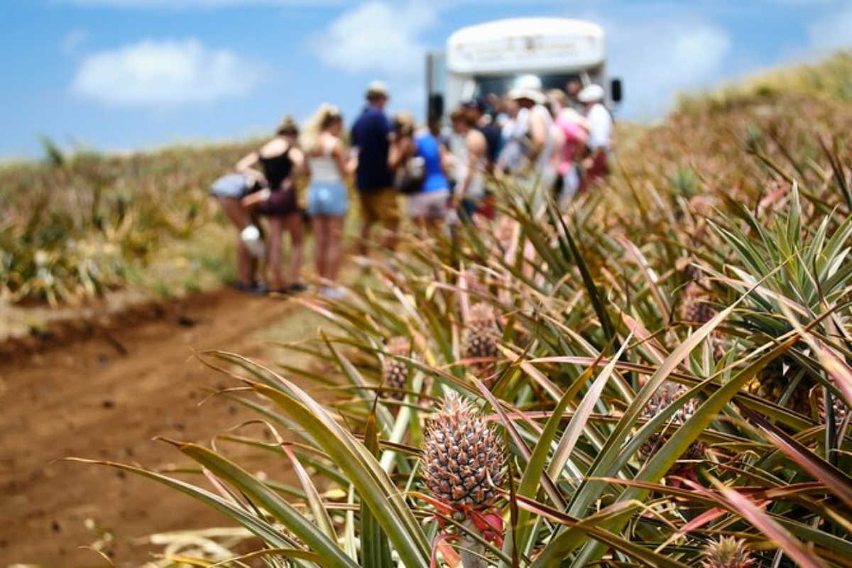 Tourists on a Maui Gold Pineapple Tour
