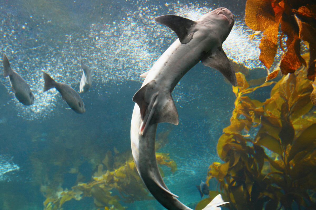 Close-up of fish in an aquarium, Monterey Bay Aquarium, Monterey, California, USA