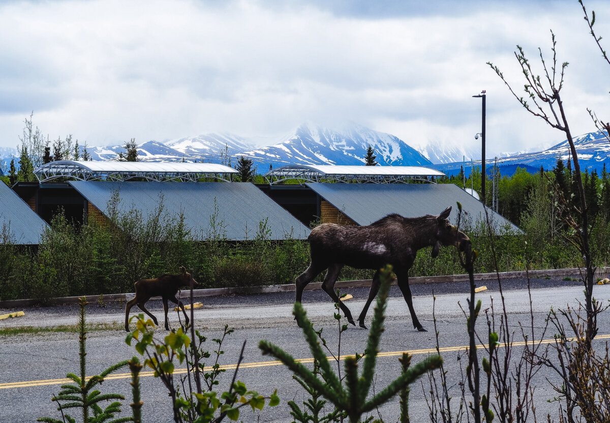 Moose and Calf Near Denali Visitors Center