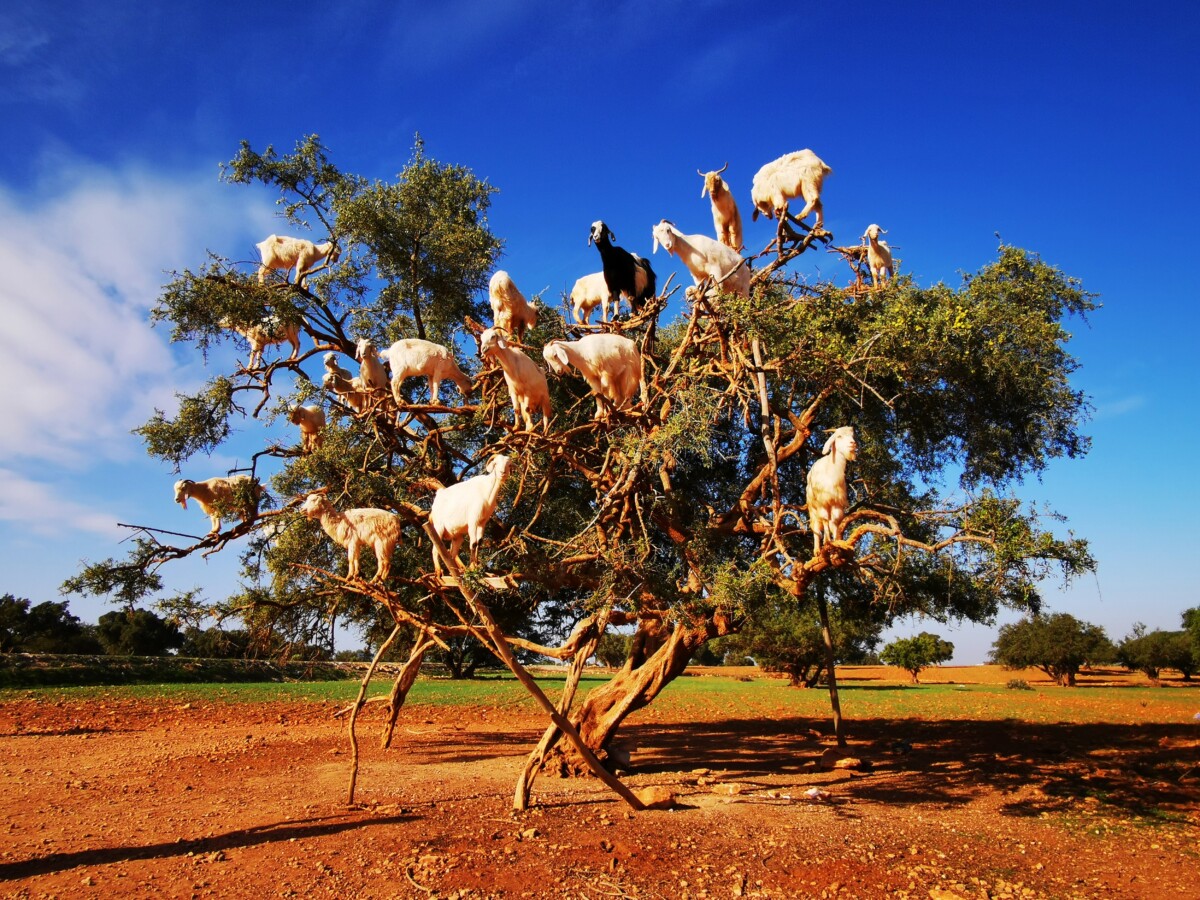 Tree-climbing goats in Morocco