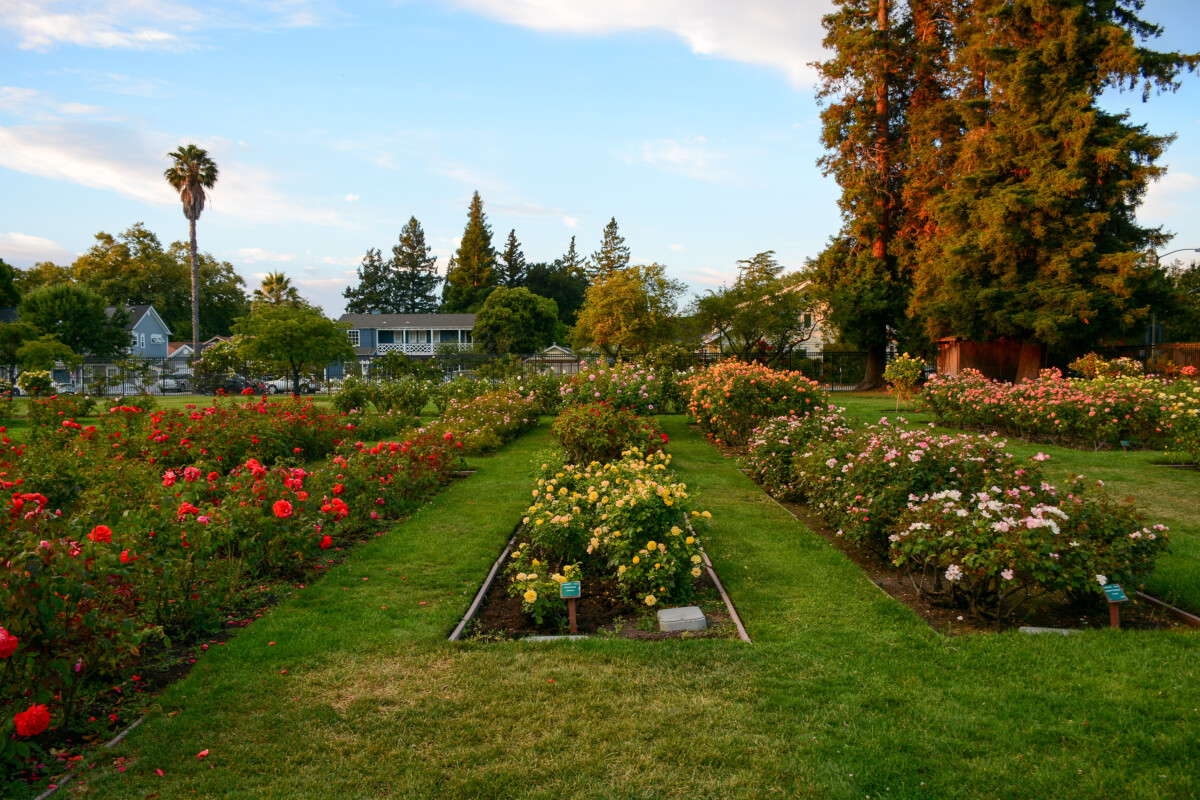 Municipal Rose Garden San Jose California