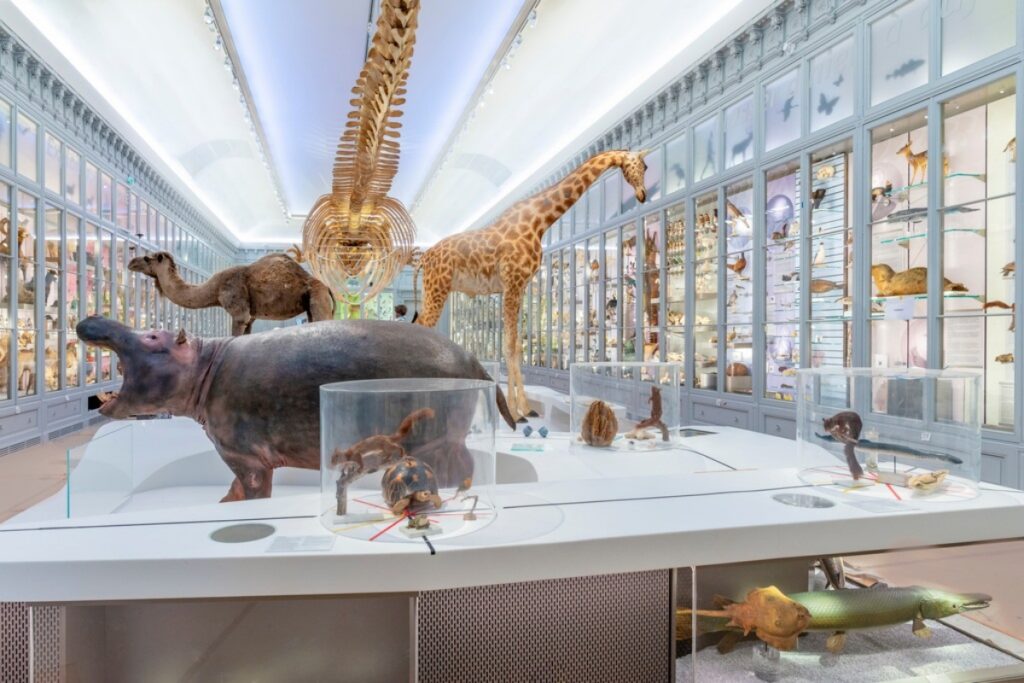 Natural-history exhibits inside the Muséum de Bordeaux