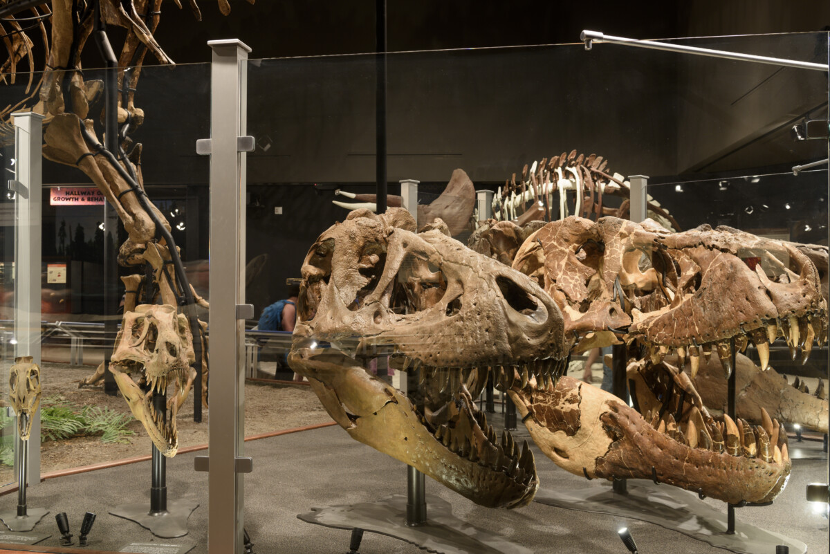 Tyrannosaurus Rex Fossil exhibit and display at the Museum of the Rockies in Bozeman, Montana
