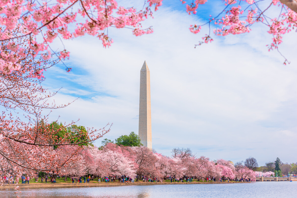 Washington, DC at the Tidal Basin and Washington Monument during cherry blossom festival in spring season.