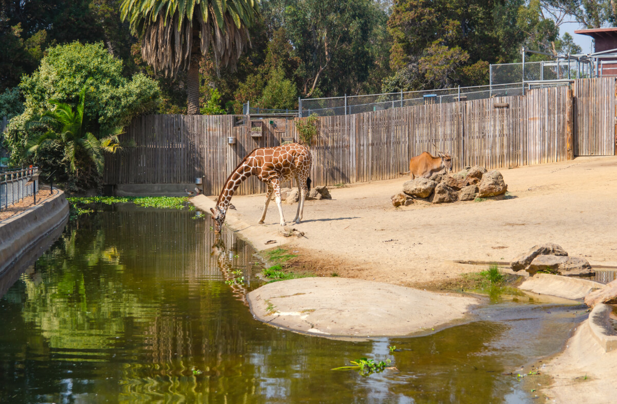 Giraffe drinks water from a pond in the Zoo, Oakland.