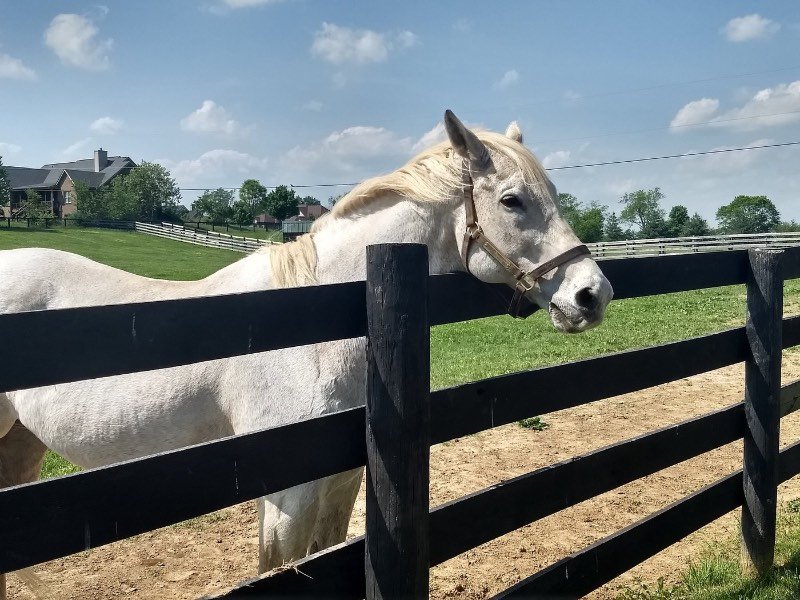 Horse in Old Friends Farm