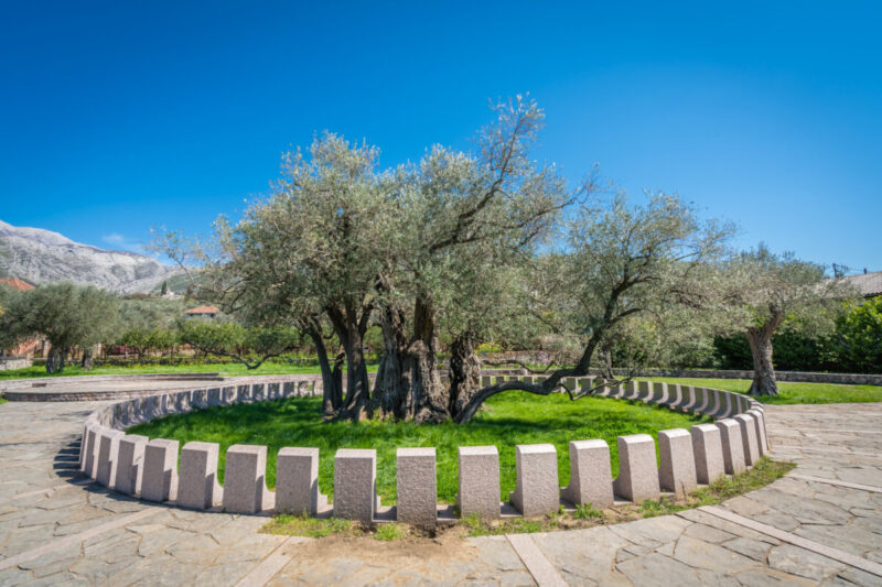 The oldest olive tree in the Old Bar and also Europe, more than 2000 years old, Montenegro