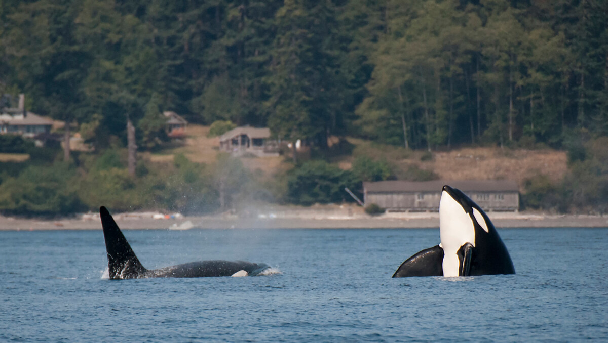 Two Orca Whales off the coast of the San Juan Islands