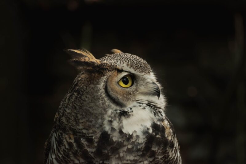 Face of an Owl