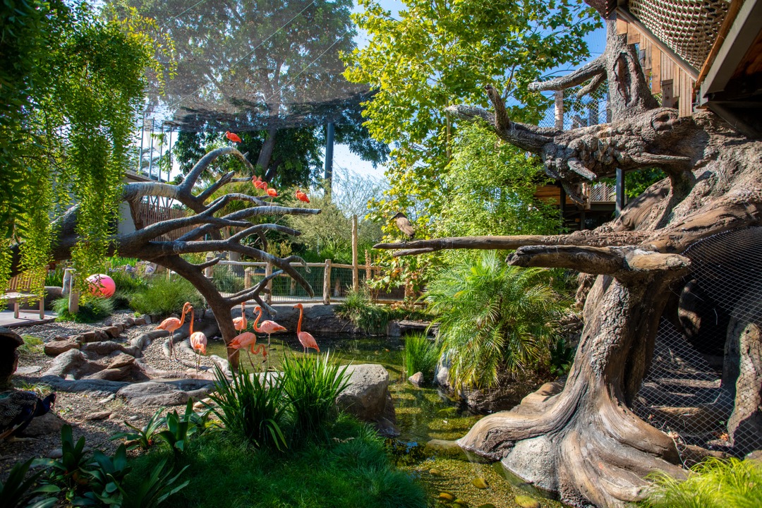 Flamingos enclosure at Palo Alto Junior Museum and Zoo