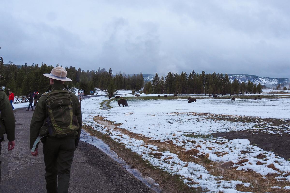 Park ranger guiding tour in snowy Yellowstone National Park, bison grazing in the background