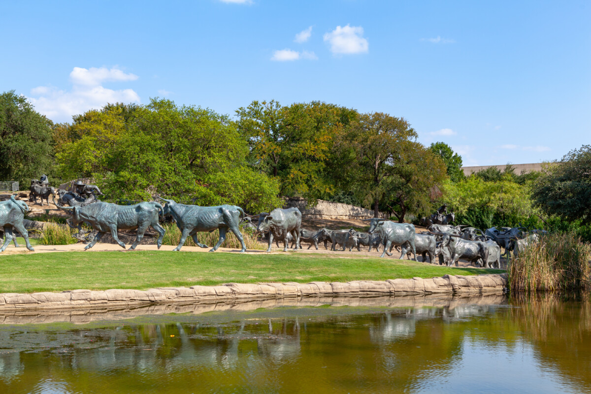 Cattle sculptures in Pioneer Plaza, Dallas, Texas