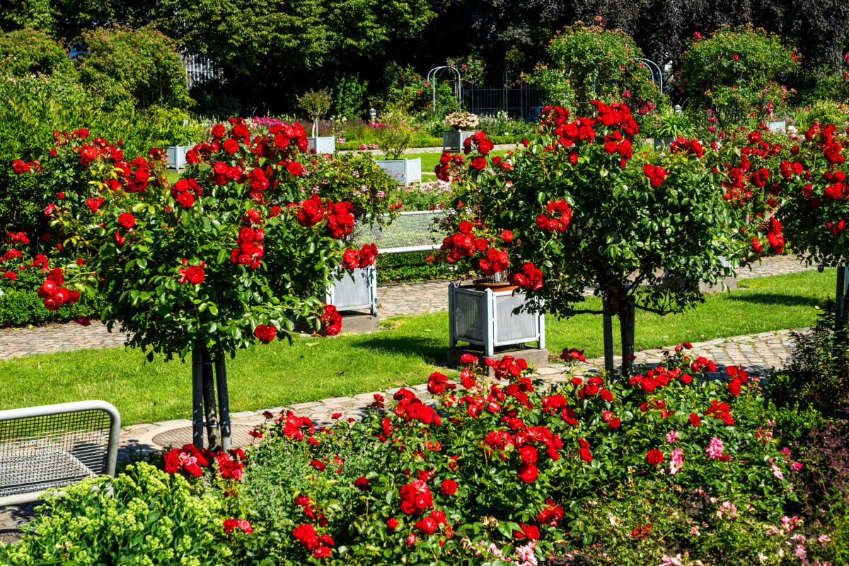 Rose garden in Planten un Blomen, Hamburg