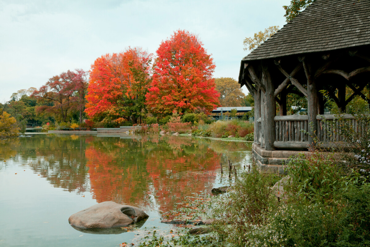 Autumn foliage in Prospect Park, Brooklyn, New York City