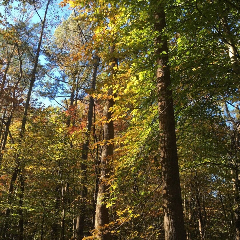 Hemlock Bluffs in Raleigh , North Carolina