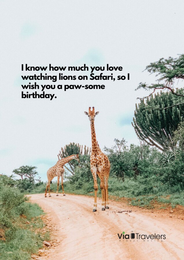 Safari Pun