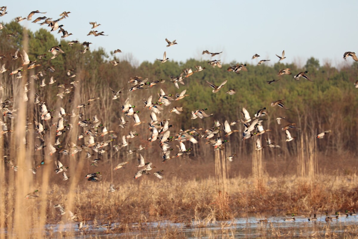 Birds flying at Sam D. Hamilton Noxubee National Wildlife Refuge