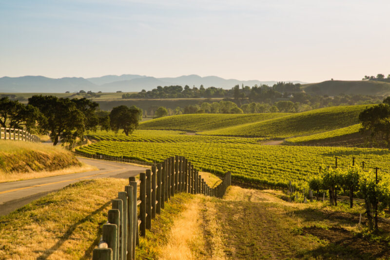 Road Next To Lush California Viineyard in Santa Ynez, California