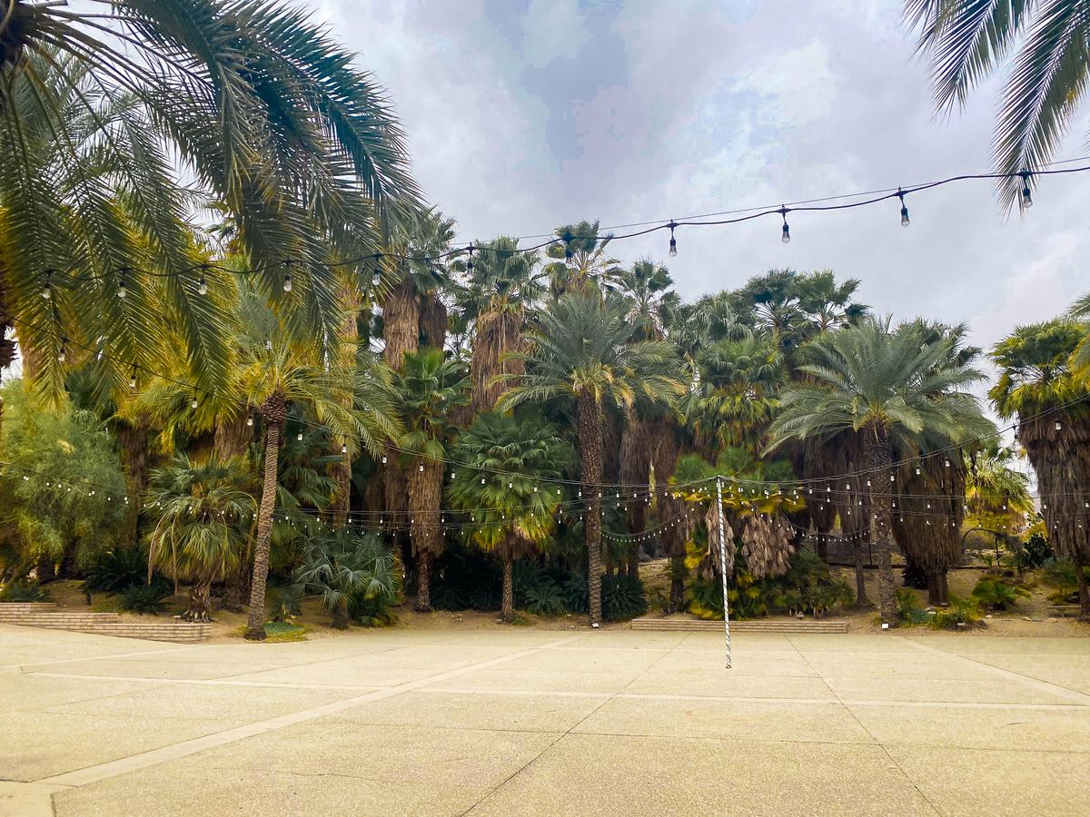 Tranquil palm tree oasis at Living Desert Zoo, ideal for Palm Springs excursions