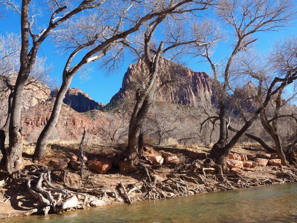 Serene view of cottonwood trees and red sandstone cliffs by the Virgin River in Zion National Park during early spring