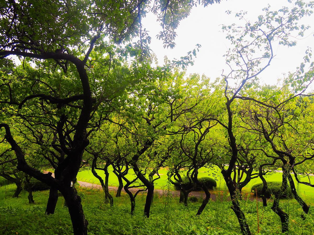 Verdant canopy in Shinjuku Gyoen, Tokyo with sunlight filtering through leaves
