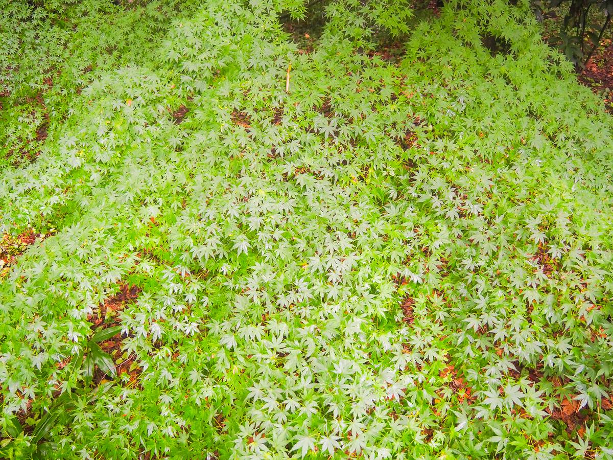 Lush greenery at Shinjuku Gyoen, Tokyo