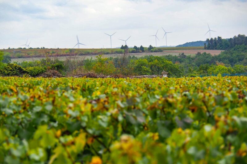 Sustainable winemaking with vineyards and wind turbines in Burgundy, France