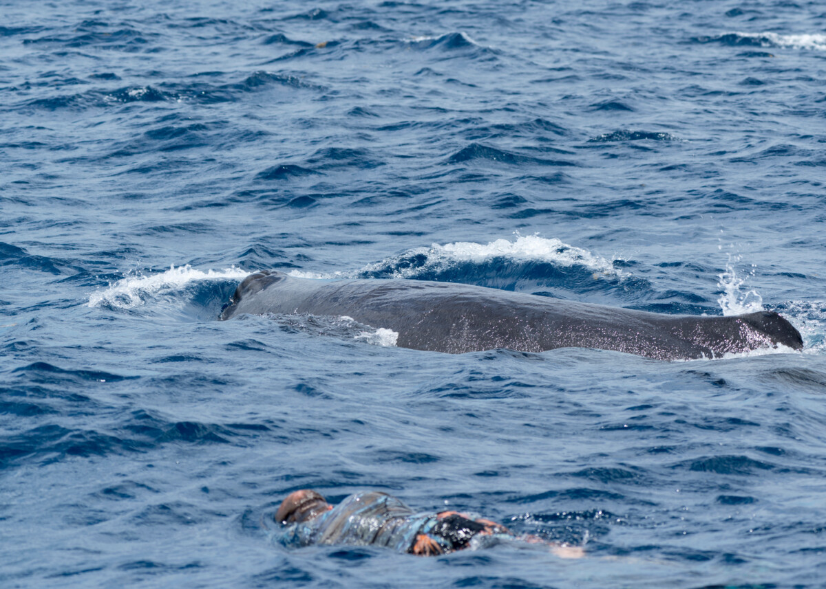 Swimming Next to a Sperm Whale in Dominica