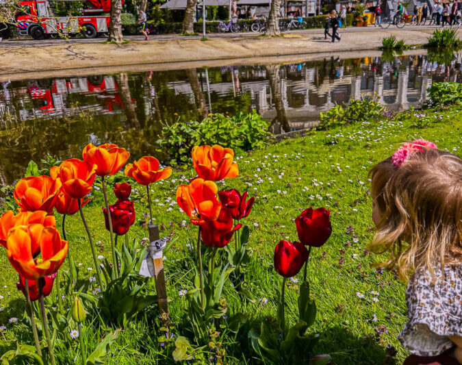 Toddler Playing with Tulips in Amsterdam's Vondelpark