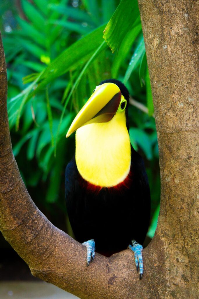 Chestnut-Mandibled Toucan in Manuel Antonio National Park, Costa Rica