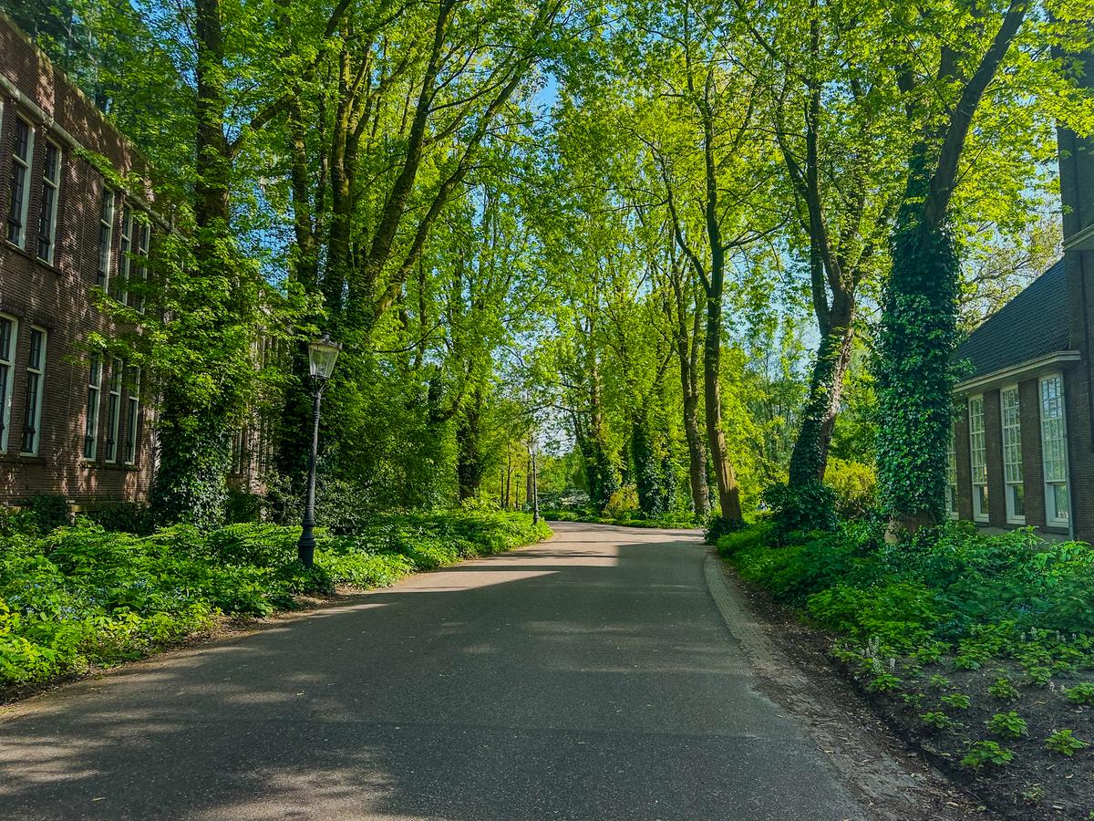 Tranquil Path in Oosterpark, Amsterdam, flanked by lush green trees and historic architecture